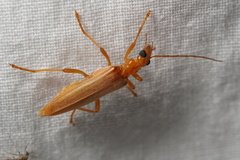 Oedemera flavicans