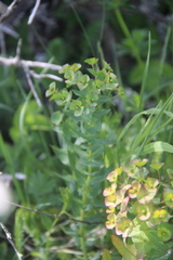 Euphorbia condylocarpa