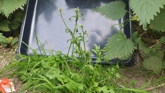 Capsella bursa-pastoris