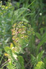 Euphorbia condylocarpa