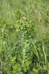 Euphorbia condylocarpa