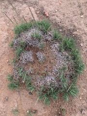 Muhlenbergia torreyi