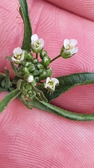 Capsella bursa-pastoris