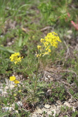 Erysimum callicarpum