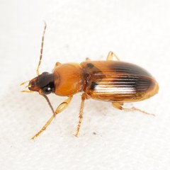 Stenolophus teutonus