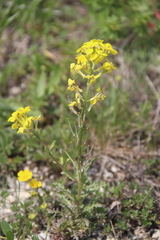 Erysimum callicarpum