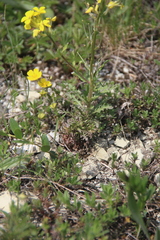 Erysimum callicarpum