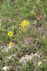 Erysimum callicarpum