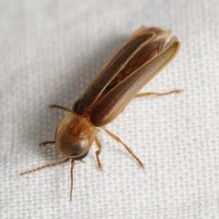 Lampyris nervosa