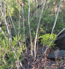 Eucalyptus multicaulis