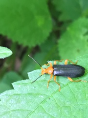 Neopyrochroa flabellata