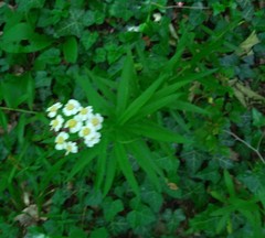 Achillea biserrata