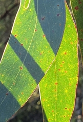 Eucalyptus multicaulis