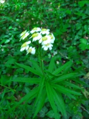 Achillea biserrata