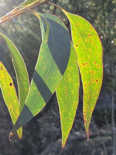 Image of whipstick mallee ash by (c) ronavery, some rights reserved (CC BY)