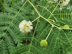 Leucaena leucocephala image