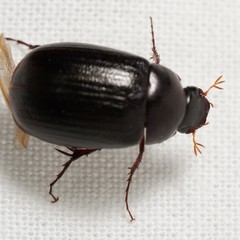 Maladera syriaca