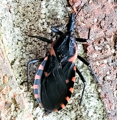 Triatoma sanguisuga