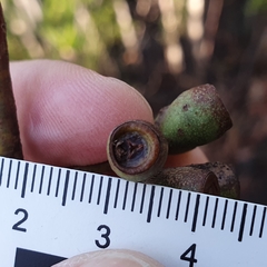 Eucalyptus multicaulis