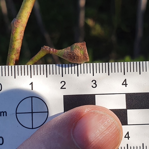 Image of Eucalyptus multicaulis by (c) ronavery, some rights reserved (CC BY)