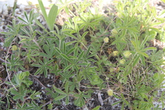 Potentilla sphenophylla