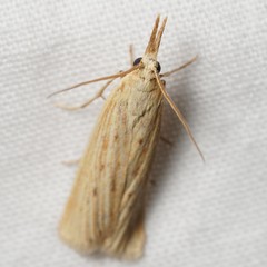 Ematheudes punctella