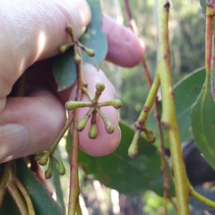 Eucalyptus multicaulis
