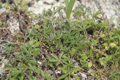 Potentilla sphenophylla