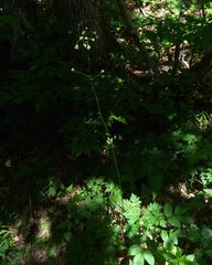 Physospermum