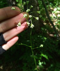 Physospermum