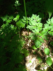 Physospermum