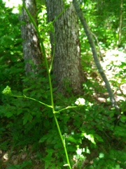 Physospermum