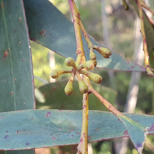 Image of Eucalyptus multicaulis by (c) ronavery, some rights reserved (CC BY)