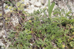 Potentilla sphenophylla