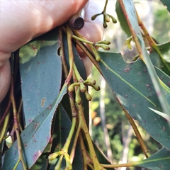 Eucalyptus multicaulis