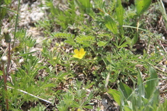 Potentilla sphenophylla