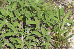 Salvia ringens