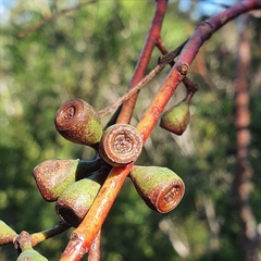 Eucalyptus multicaulis