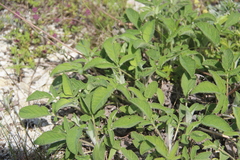 Salvia ringens