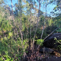 Eucalyptus multicaulis