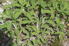 Salvia ringens