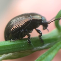 Chrysolina oricalcia