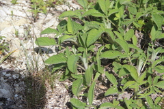 Salvia ringens