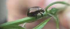Chrysolina oricalcia
