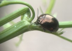 Chrysolina oricalcia