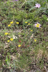 Alyssum trichostachyum