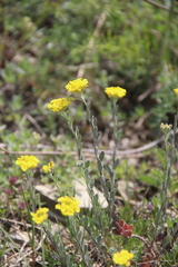 Alyssum trichostachyum
