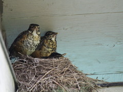 Turdus migratorius image