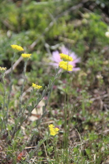 Alyssum trichostachyum