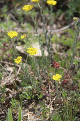 Alyssum trichostachyum